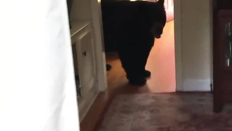 A black bear entered a Connecticut couple's home over the weekend and helped itself to some...