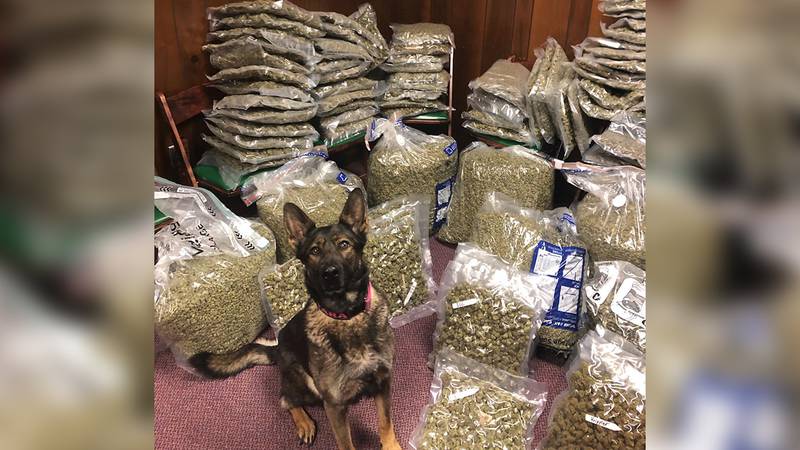 K-9 Tara sniffed out 250 pounds of marijuana during a traffic stop, police said.