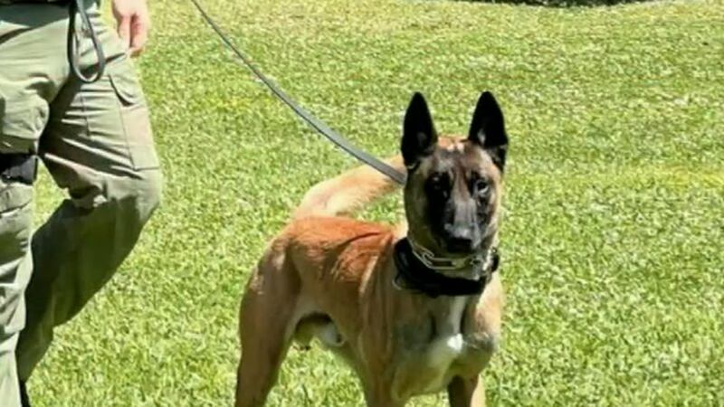 Pascagoula police report a K-9 was shot and killed by a man in a wooded area.