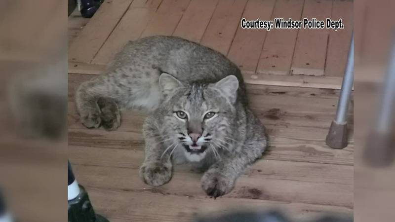 A bobcat described as 'very lean' got into home and attacked an elderly man.