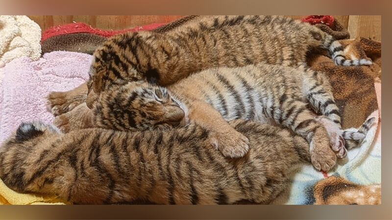 The Indianapolis Zoo announced the birth of a tiger cub trio.
