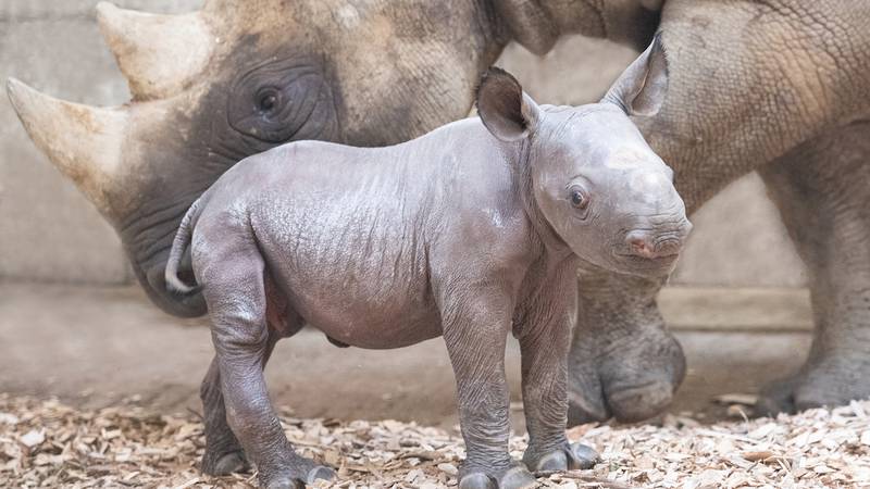 A new baby rhino is seen at the Cleveland Metroparks Zoo on July 12.  (Kyle Lanzer/Cleveland...