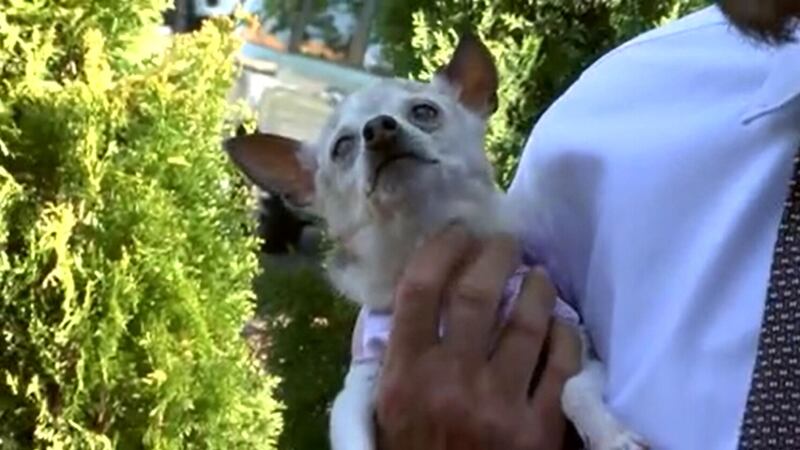 Pebbles, the world's oldest living dog, just celebrated her 22nd birthday.