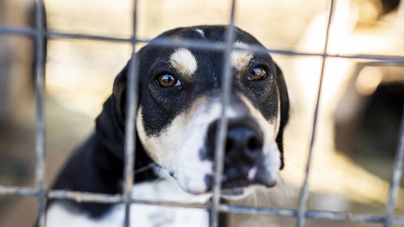 A neglected dog is seen in a cage during an animal rescue by The Humane Society of The United...