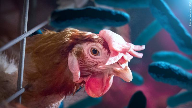 At least 1.36 million chickens are being euthanized in Colorado to prevent the spread of bird...