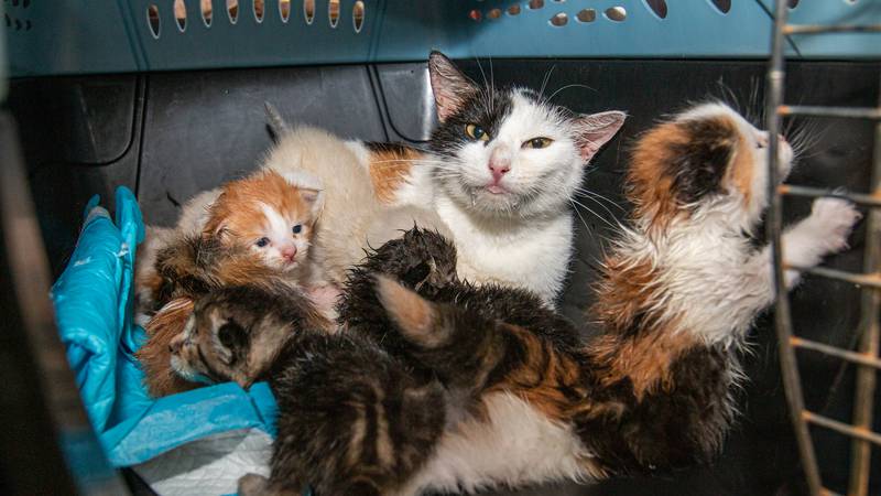 The Animal Rescue League of Iowa said it removed 30 cats, including kittens, from a home in...