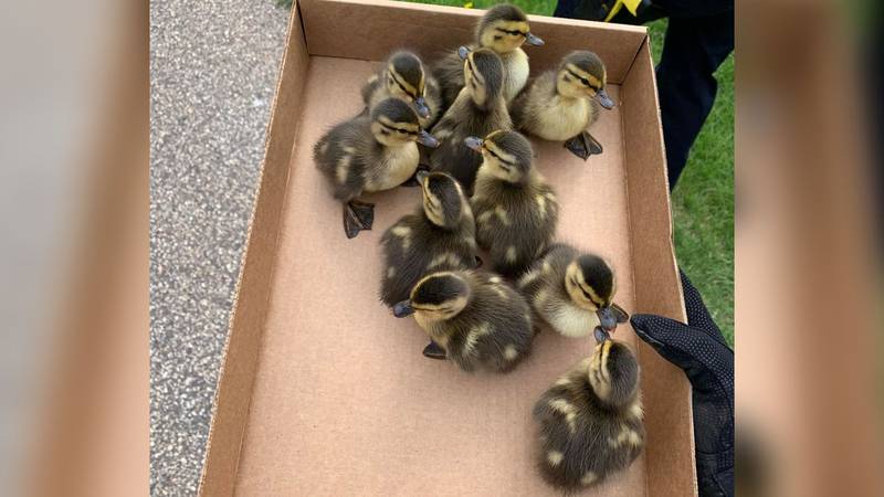 Hudson (Wis.) Police rescued 10 ducklings who fell into a storm drain on Saturday, May 21,...