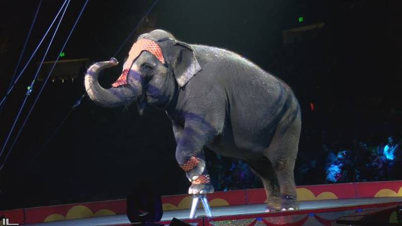 The 76th annual Mizpah Shrine Circus - Elephant