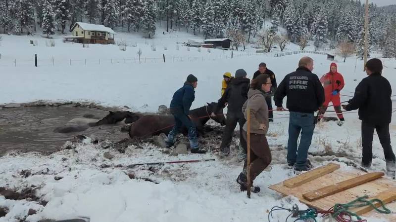 Community members in Montana came together Monday to rescue four horses that fell into a frozen...