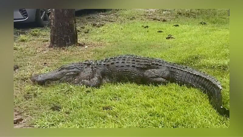 Residents in a North Carolina neighborhood said an1 1-foot gator was frightening while being a...