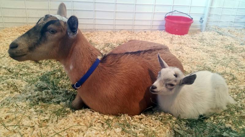 FILE - Nearly 30 baby goats were born at the farm over the past six months because a dozen does...