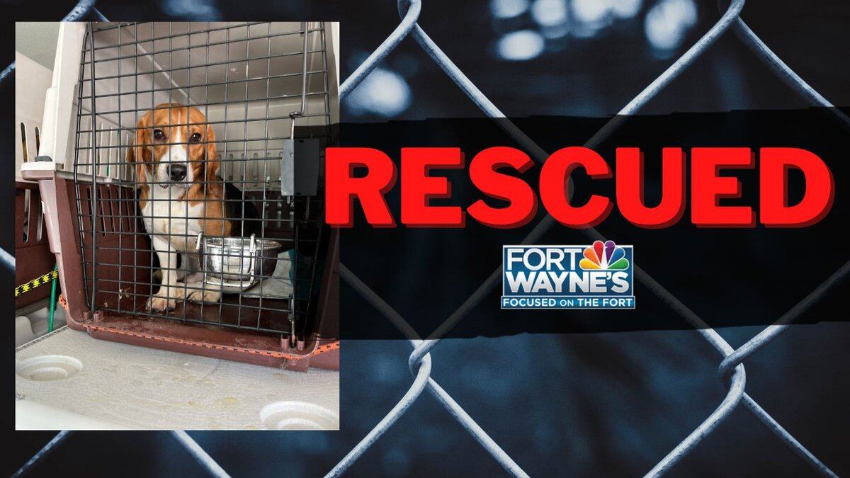 Humane Fort Wayne has received 25 beagles from a breeding facility in Virginia.