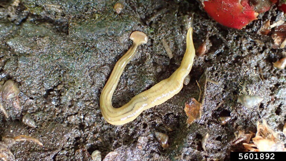 A dangerous hammerhead worm was found in Arkansas.