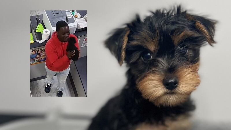 Police say a 9-week-old Yorkshire terrier valued at nearly $5,000 was stolen from a Petland...