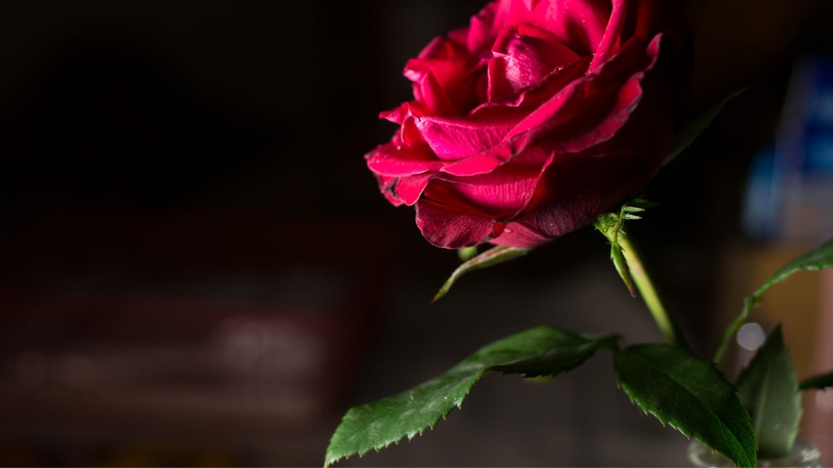 As the rose is opened in the video, the center reveals a red thong folded inside.