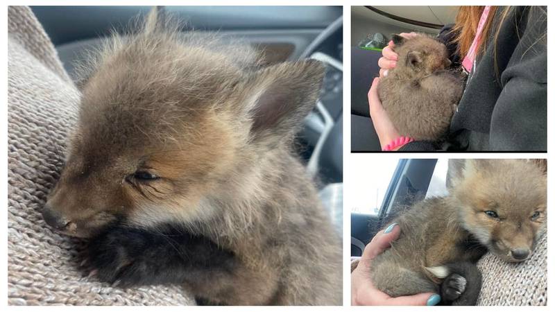 Second Chances Pet Rehab & Sanctuary rescued a fox kit over the weekend