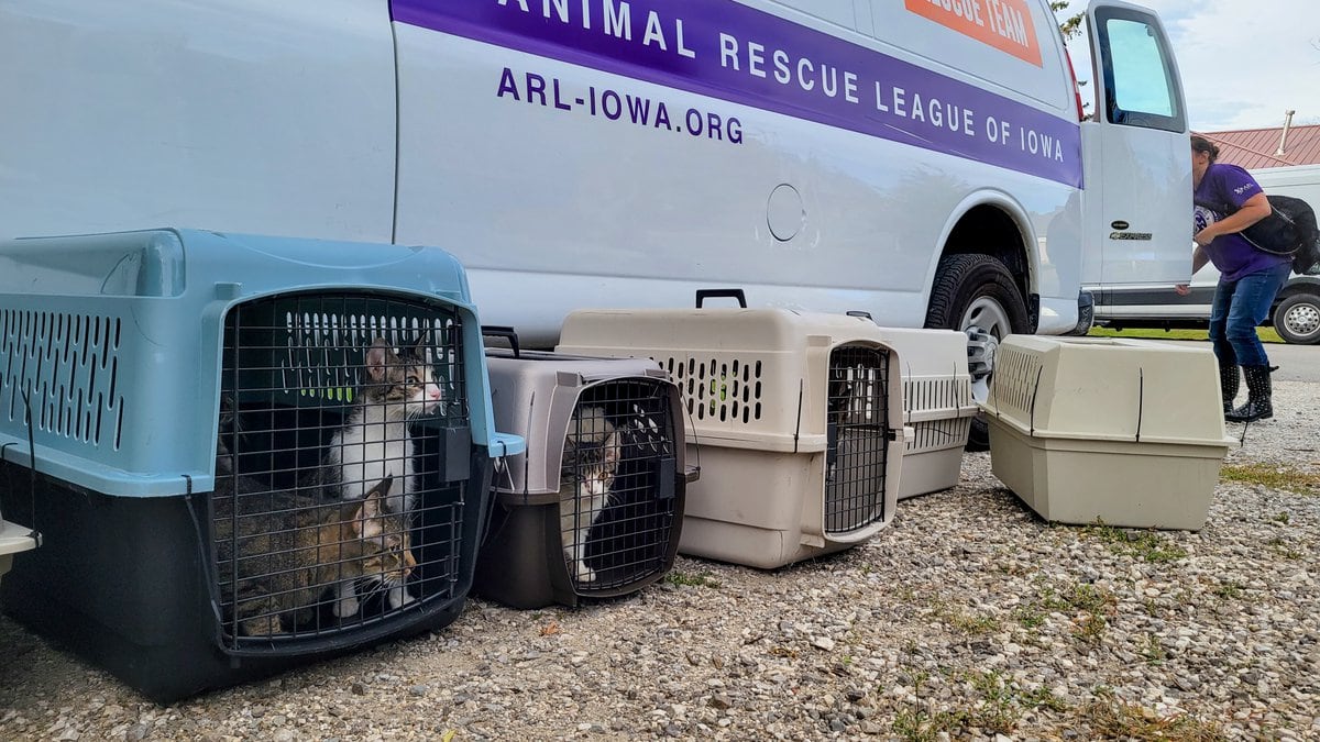 The Animal Rescue League of Iowa said its rescue team rescued 46 cats and kittens from filthy...