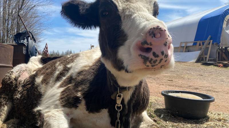 Lucy the 2-nosed cow celebrates her 15th birthday.