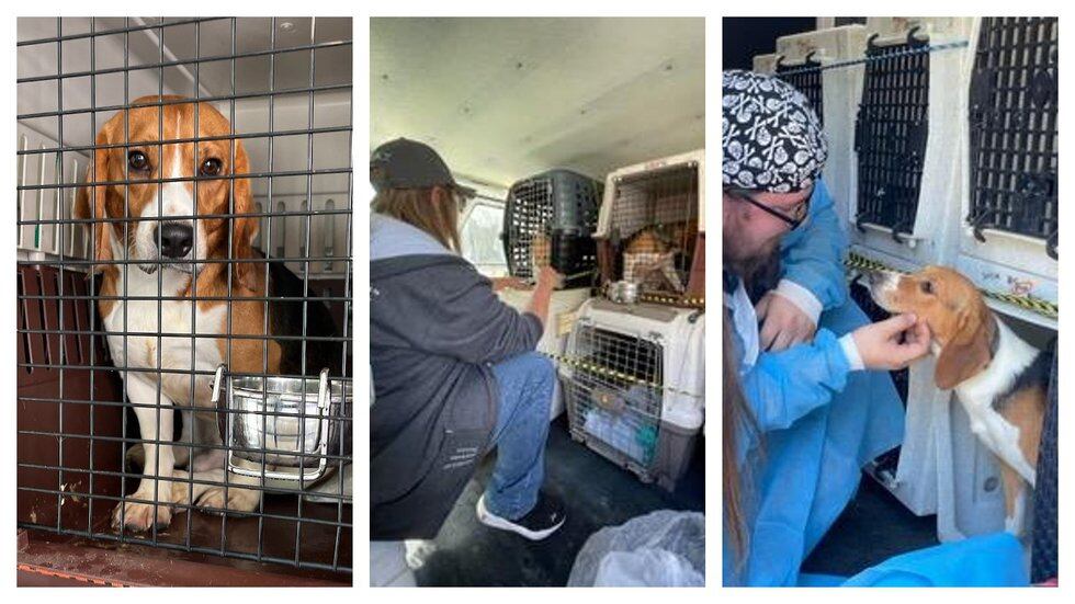 Humane Fort Wayne shares photos of the 25 dogs they traveled to Virginia to rescue.