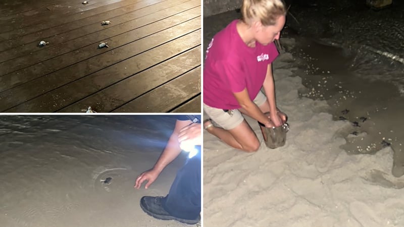 A restaurant employee and officers carried the baby turtles to the beach in an ice bucket and...