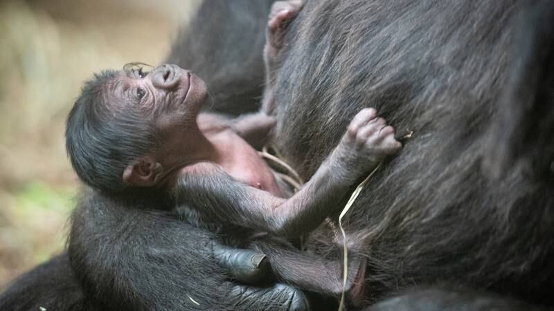 Baby Gorilla with Freddy at the PCA building at the Cleveland Metroparks Zoo on October 27,...
