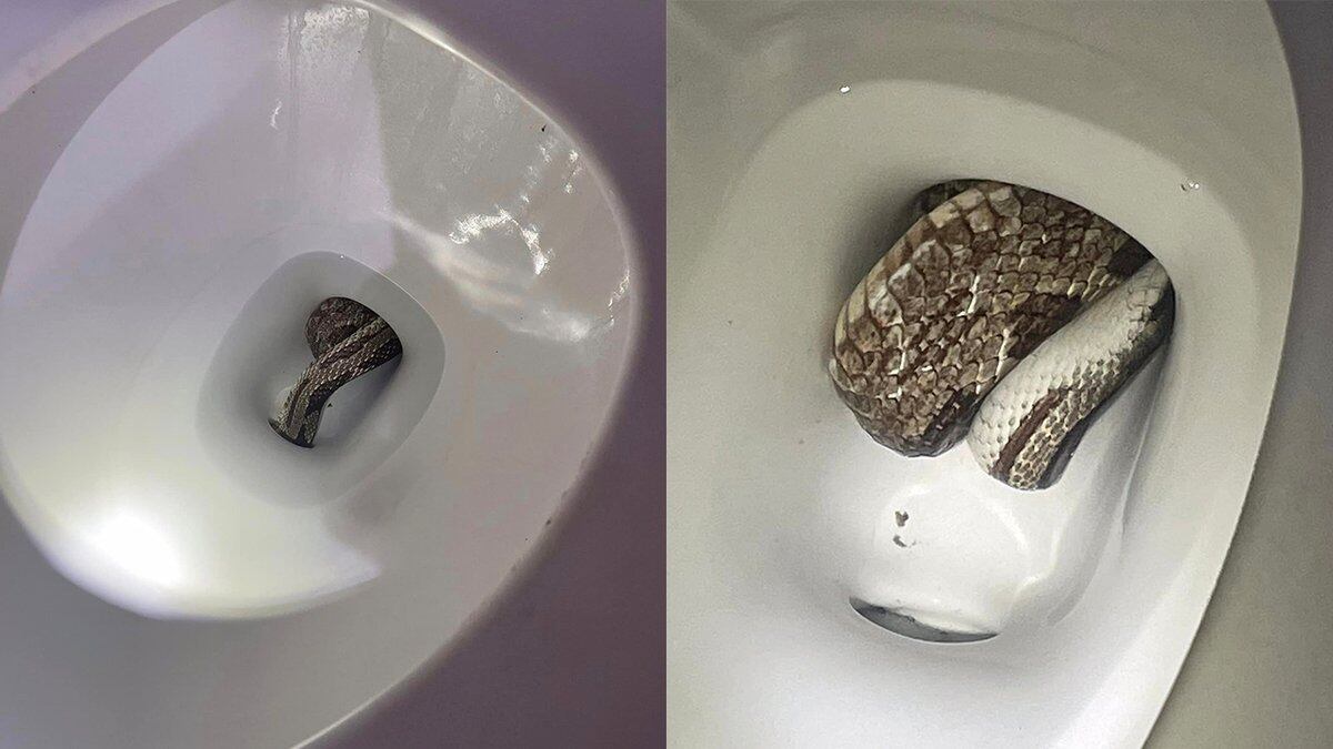 The Eufaula Police Department said they were called to a residence about a snake in a toilet.