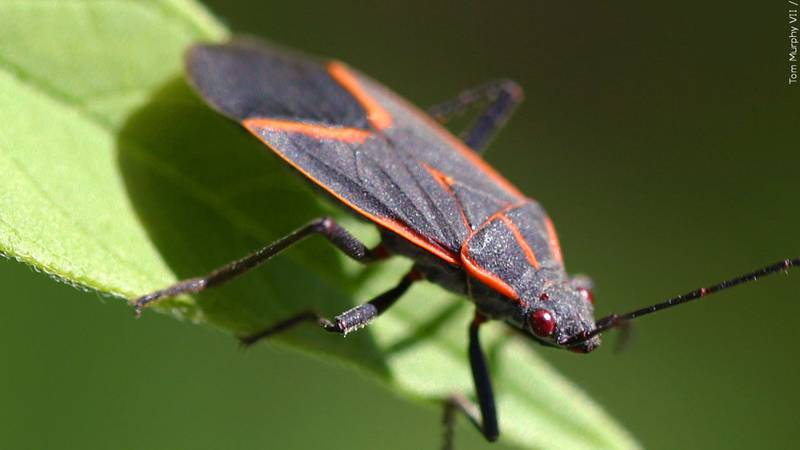Researchers say human activity could cause an "insect apocalypse."