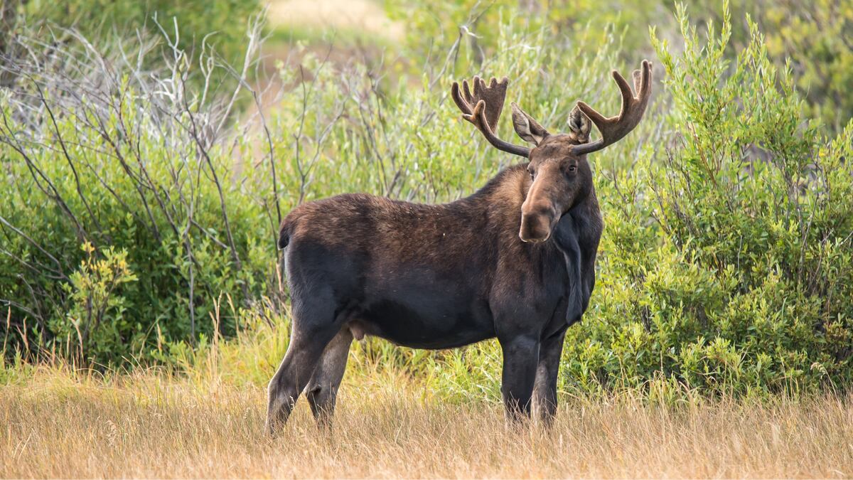 The hunter said he had been bow hunting and shot at a bull moose like this one, but he missed,...